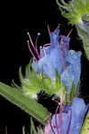 Common viper's bugloss